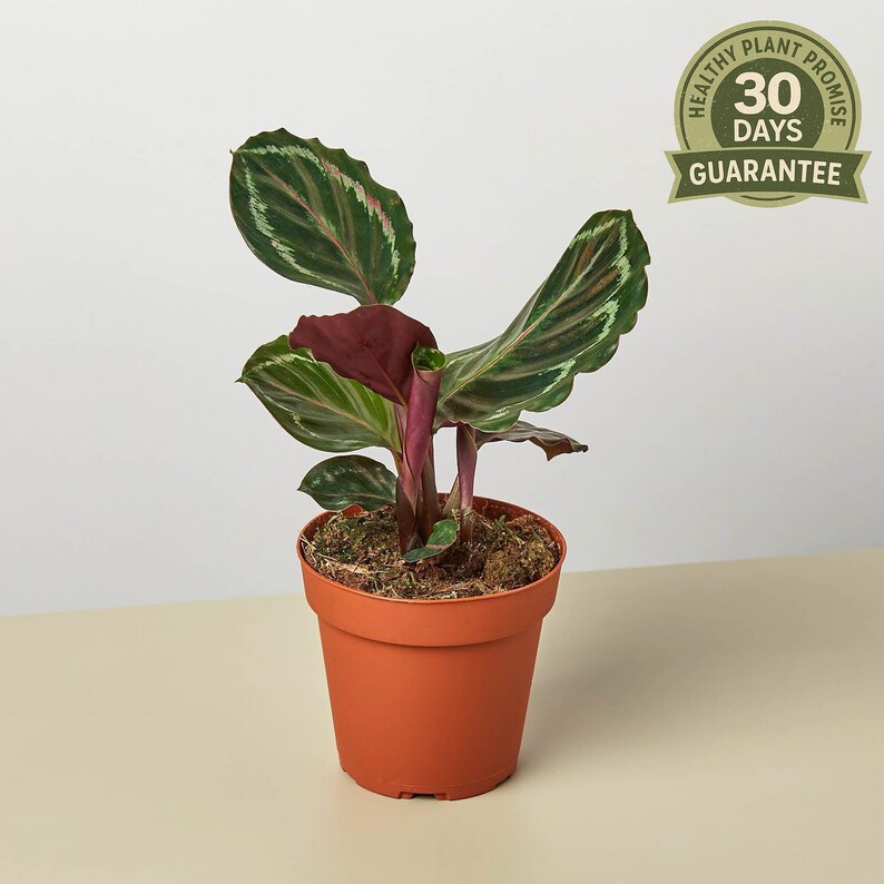 Calathea Medallion