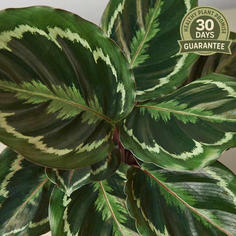 Calathea Medallion - Thumbnail 4