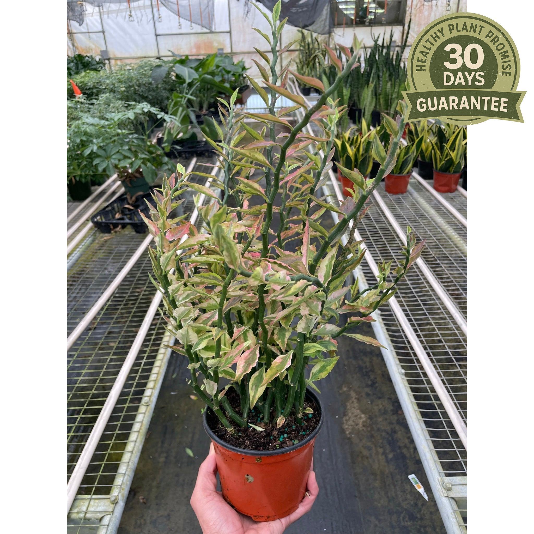 Devil's Backbone Euphorbia Plant - 6 Cuttings + 1 Rooted Plant, Variegated Succulent