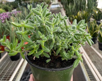 Pickle Plant, Delosperma Echinatum, Unique Succulent, Bristly Soft Leaves, Easy Care Indoor Plant, Drought Tolerant