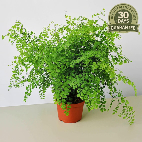 Maidenhair Fern, Adiantum Capillus-Veneris, Black Maidenhair, Delicate Indoor Fern, Pet Safe Houseplant, Soft Foliage, Shade Loving Fern