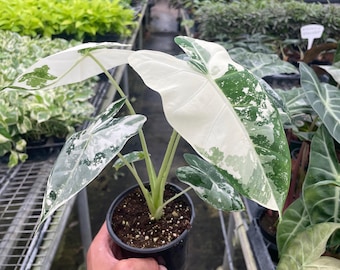 Variegated Frydek Alocasia, Variegated Green Velvet, Narrow Arrowhead Leaves, Rare Collector Houseplant, 4” Pot, Exotic Indoor Plant