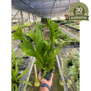 May include: A vibrant green fern plant in a dark green pot. The plant has large, textured leaves and is held by a person. The image includes a "Healthy Plant Promise" seal with a "30 Days Guarantee" message.