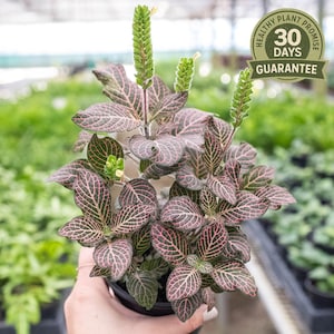 May include: A potted Fittonia plant with dark green leaves featuring pink veining. The plant has several green flower spikes and is in a black pot. A green and gold guarantee badge is visible in the background.