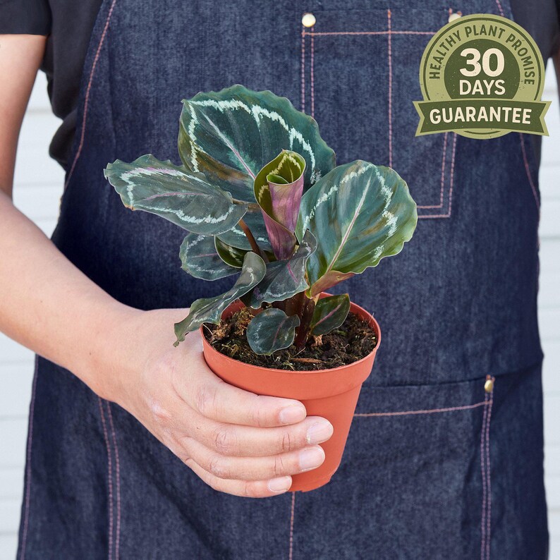Calathea Medallion - Thumbnail 5