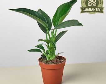 Philodendron Congo Green, Live Houseplant, Upright Non-Climbing Philodendron, Glossy Leaves, Easy Care, Indoor Tropical Decor