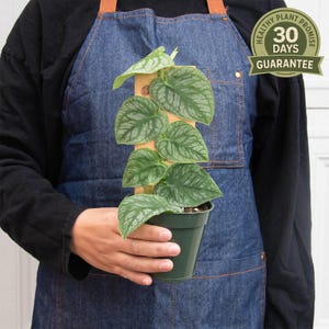 Monstera Dubia, Shingle Plant, Live Houseplant, Heart Shaped Leaves, Rare Climbing Monstera, Patterned Foliage, Unique Indoor Decor image 5