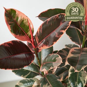May include: Close-up of a rubber plant with large, oval leaves. The leaves display a mix of colors, including deep burgundy, pink, green, and cream. The plant has a "Healthy Plant Promise" with a 30-day guarantee.