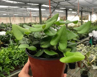 Heart Fern, Hemionitis arifolia, Mickelopteris cordata, Unique Heart-Shaped Leaves, Tropical Epiphyte, Easy Care Indoor Fern, Pet Safe