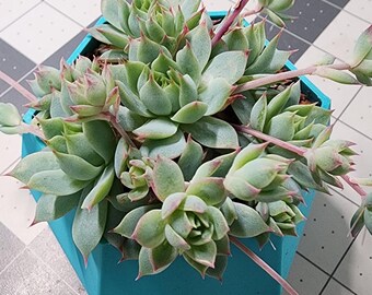 Fioriera geometrica turchese da 3" con fori di drenaggio