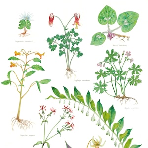 Affiche wildflowers of Virginia