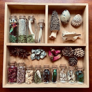 Mystery Box of Natural History Specimens & Curiosities, Objects from Nature Curated into Collections, Ethically Sourced,  Goblincore Vibes