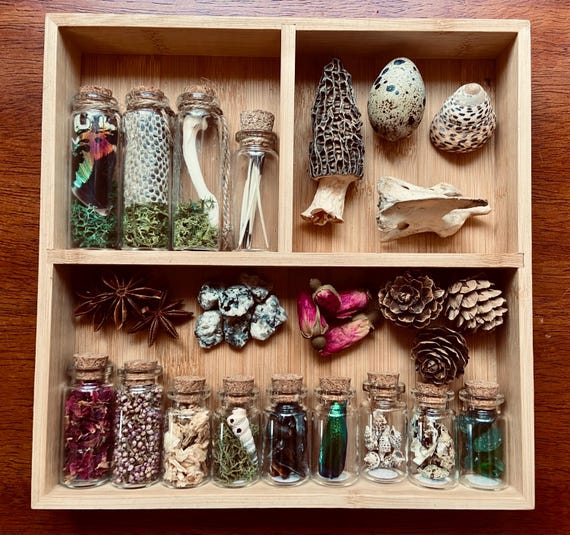Natural History Mystery Box, Ethically Sourced Curiosities, Objects from Nature for your Curiosity Cabinet, Goblincore