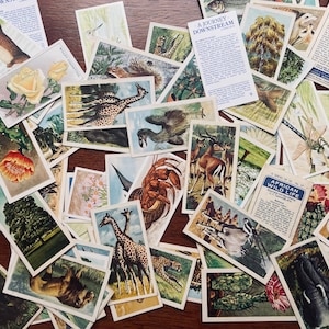 Cartões de História Natural Vintage — Escolha Aleatória — Scrapbooking, Diário, Artesanato DIY e Papel Ephemera - Cartões de Chá Colecionáveis