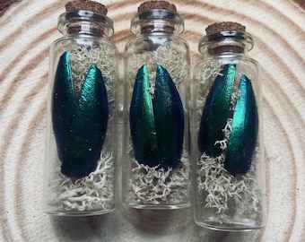 Jewel Beetle Wings in Glass Jar – Curiosity Specimen for your Collection or Altar | Goblincore Decor, Witchy Oddities, Naturalist Gift