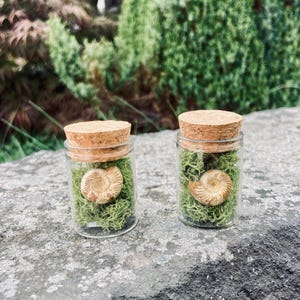 Puede incluir: Dos pequeños frascos de vidrio con tapas de corcho, cada uno contiene un pequeño amonite fosilizado y musgo verde.