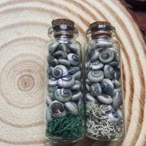 May include: Two small glass bottles with gray seashells and cork stoppers. One bottle contains green moss, the other white moss. The bottles are on a wooden surface.