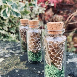 May include: Three small glass bottles with cork stoppers, each filled with snake skin and green moss. The bottles are arranged on a textured, grey stone surface, with a blurred background of green and red foliage.