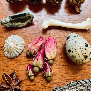 May include: A collection of natural objects including pine cones, a seashell, a quail egg, a piece of bone, a dried rose bud, a star anise, and a piece of dried mushroom.