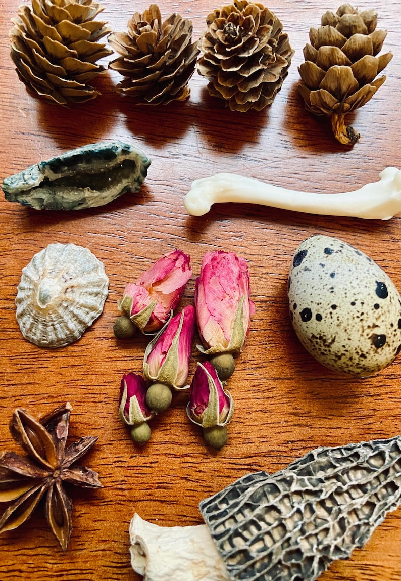 May include: A collection of natural objects including pine cones, a seashell, a quail egg, a piece of bone, a dried rose bud, a star anise, and a piece of dried mushroom.