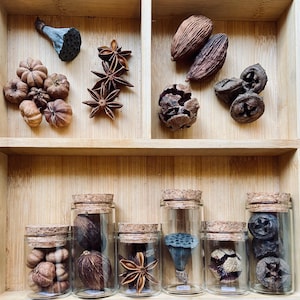 Seeds and Pods in Glass Vials for your Nature Collection, Botanical Specimens