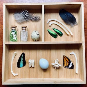 Zoology Mystery Box of Specimens and Curiosities – Ethically Sourced Natural History Objects Curated into Collections