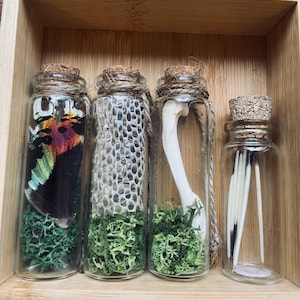 May include: Four small glass jars with cork tops, each containing a different natural specimen. The jars are filled with green moss and contain a butterfly, snake skin, bone, and feathers.