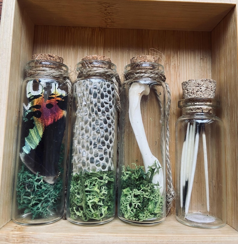 May include: Four small glass jars with cork tops, each containing a different natural specimen. The jars are filled with green moss and contain a butterfly, snake skin, bone, and feathers.