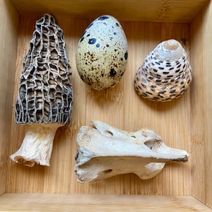 May include: A wooden box with a variety of natural objects, including a black and white speckled egg, a black and white speckled seashell, a brown and white mushroom, and a white bone.