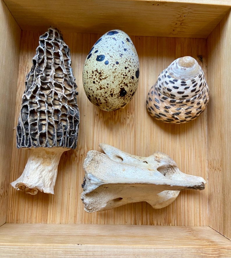 May include: A wooden box with a variety of natural objects, including a black and white speckled egg, a black and white speckled seashell, a brown and white mushroom, and a white bone.