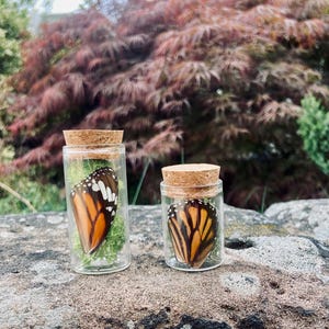 Puede incluir: Dos pequeños frascos de vidrio con tapones de corcho, cada uno con una mariposa. Una mariposa tiene marcas naranjas, negras y blancas, mientras que la otra tiene rayas naranjas y negras. Los frascos están sobre una superficie de piedra.