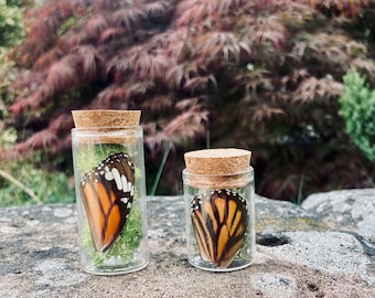 Real Monarch Butterfly Wing Specimen: Entomology Altar Decor