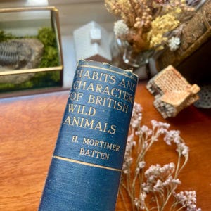 Habits and Characters of British Wild Animals (1928) A Beautiful Old Natural History Book With Lovely Illustrations of the Animal World