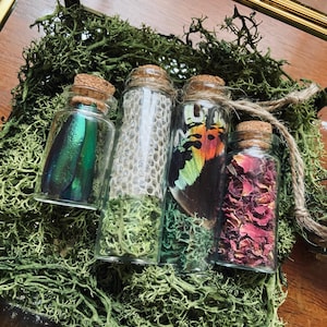 May include: Four small glass bottles with cork tops, filled with various items, including a green beetle, dried flowers, and butterfly wings. The bottles are sitting on a bed of green moss inside a glass display case.