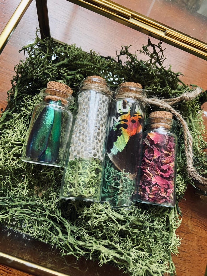 May include: Four small glass bottles with cork tops, filled with various items, including a green beetle, dried flowers, and butterfly wings. The bottles are sitting on a bed of green moss inside a glass display case.