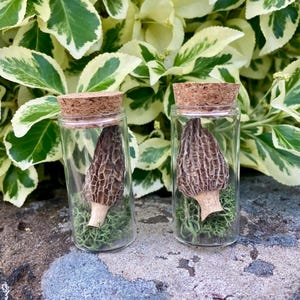 A Morel Mushroom Specimen in a Jar, A Curiosity for your Collection, Goblincore Vibes