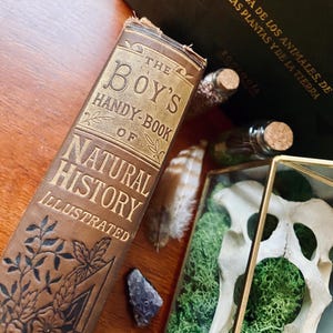 A Beautiful Natural History Book Over 120 Years Old, With Lovely Illustrations of the Animal World