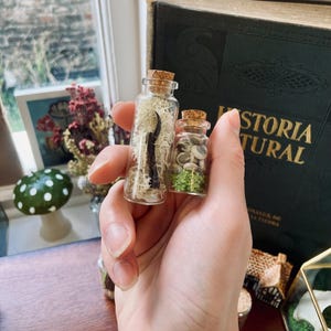 Crow Claw and Snail Shells, A Set of Two Little Goblincore Curiosities for Your Collection