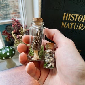 Morel Mushroom and Mini Snail Shells, a Set of Two Curiosity Jars for your Nature Collection, Goblincore Curiosities