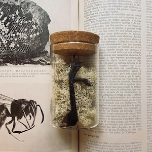 A Crow Foot in a Large Glass Jar, A Curiosity for Your Collection