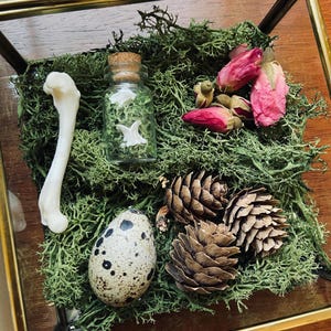 May include: A glass display case with a green moss base. The case contains a small glass bottle with a cork stopper, a quail egg, a bone, and three pine cones. The bottle contains a white object.