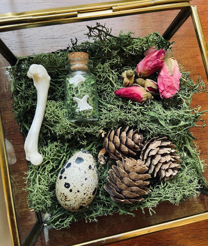 May include: A glass display case with a green moss base. The case contains a small glass bottle with a cork stopper, a quail egg, a bone, and three pine cones. The bottle contains a white object.