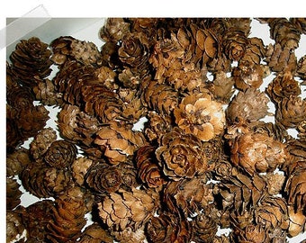Hemlock Pine Cones Craft Pieces/Set of 25 or more/ Craft Supplies*