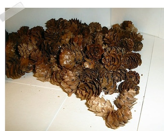 Hemlock Pine Cones Craft Pieces/Set of 30/ Craft Supplies*