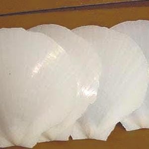Scallop Seashells/ Pearl White / Set of 4/ With or Without hole (for hanging purpose) /Craft Supplies*