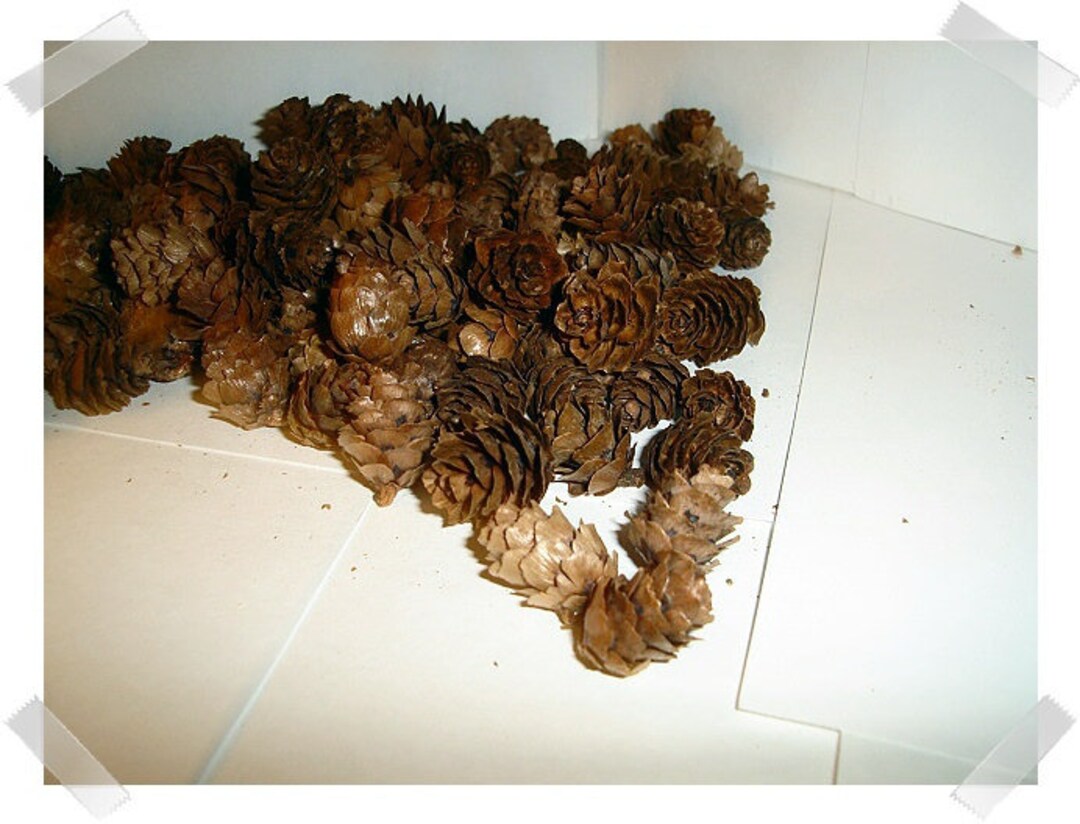Pine Cones Hemlock 3qrts 1000 cones - Save-On-Crafts