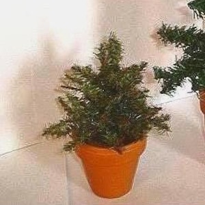 Artificial Pine Tree Decoration w/Terra-Cotta Pot/Single- *Small Only- 6" tall/ Holiday Decor/ Supplies*
