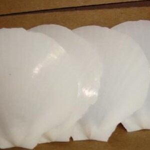 Scallop Seashells/ Pearl White / Set of 4/ With or Without hole (for hanging purpose) /Craft Supplies*