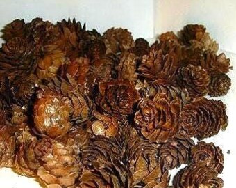 Small Hemlock Pinecones – Natural Craft Supply, Set of 25+ more/Supplies/ Free Shipping*