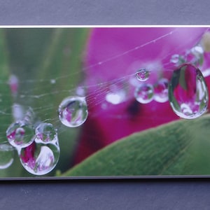 以下が含まれることがあります： クモの巣に水滴がぶら下がっているクローズアップ。クモの巣はピンクの花と緑の葉の上にかけられています。画像は「Téo Jasmin」というタイトルです。